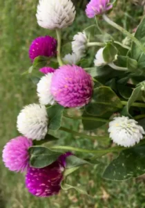 Gomphrena Mix pink and white