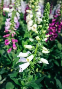 Angelonia Mix flowers in garden