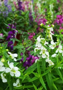 Angelonia Mix garden