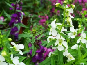 Angelonia Mix garden
