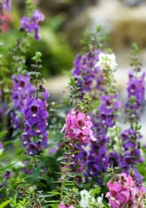 Angelonia Mix flowers