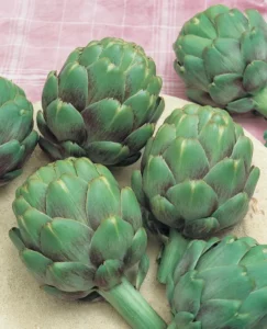 Artichoke Green Globe vegetable home garden