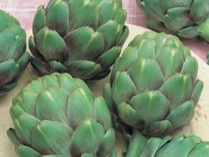 Artichoke Green Globe vegetable home garden