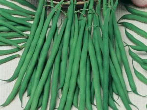 Beans Climbing Green home vegetable garden