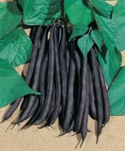 Beans Purple Bush vegetable home garden
