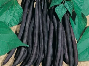 Beans Purple Bush vegetable home garden