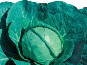 cabbage green coronette veggies