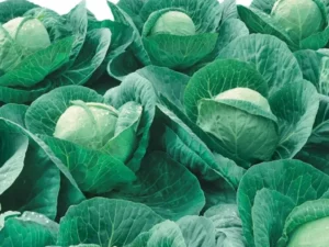 cabbage mini ball