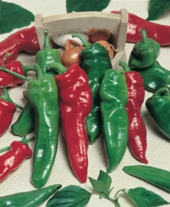 Capsicum Bull Horn vegetable garden