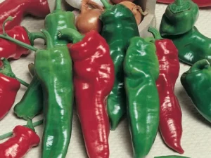 Capsicum Bull Horn vegetable garden
