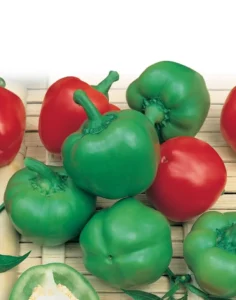 Capsicum Courtyard vegetable garden