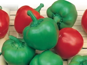 Capsicum Courtyard vegetable garden