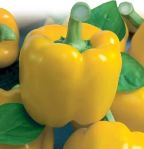 Capsicum Yellow Bell vegetable garden