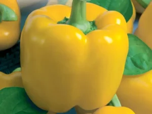 Capsicum Yellow Bell vegetable garden