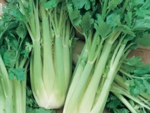 celery seedling garden