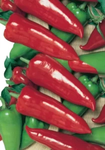 Chilli Apache home garden