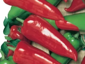 Chilli Apache home garden