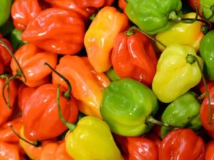 Chilli Habanero home vegetable garden