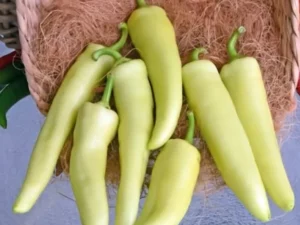 Chilli Hungarian Hot Wax vegetable garden home
