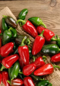 Chilli Jalapeno home garden vegetable