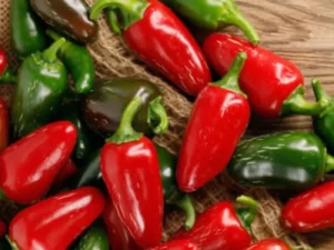Chilli Jalapeno home garden vegetable