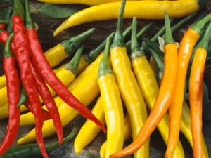 Chilli Siam home vegetable garden