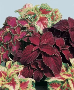 Coleus Dark Mix flowers