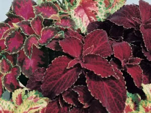 Coleus Dark Mix flowers
