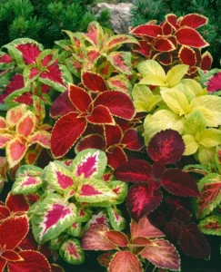 Coleus Masterblend flowers