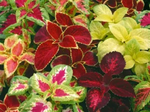 Coleus Masterblend flowers