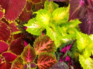 Coleus Mix for garden