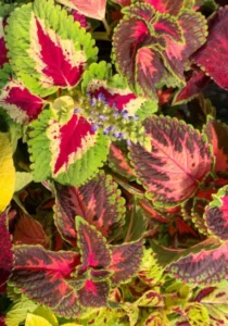 Coleus Mix leaf