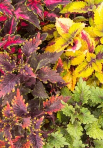 Coleus Mix flowers