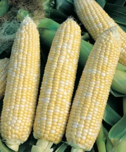 Corn Sweet Honey Bicolour vegetable home garden