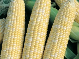 Corn Sweet Honey Bicolour vegetable home garden