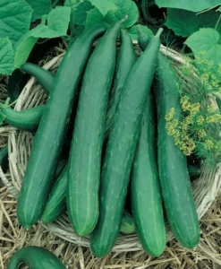 Cucumber Continental vegetable home garden