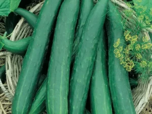 Cucumber Continental vegetable home garden