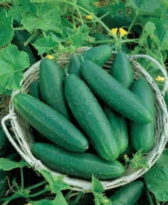 Cucumber Lebanese vegetable garden homemade