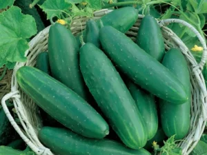 Cucumber Lebanese vegetable garden homemade