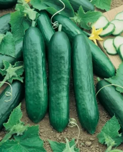 Cucumber Long Green vegetable garden