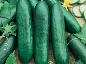 Cucumber Long Green vegetable garden