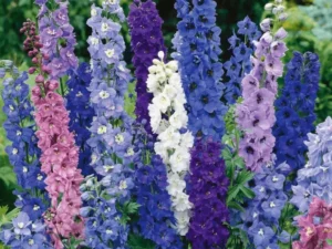 Delphinium Pacific Giant