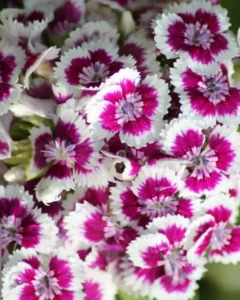 Dianthus Diabunda purple and white