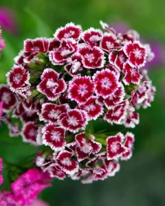 Dianthus Diabunda red