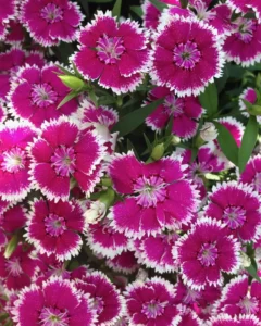 Dianthus Diabunda violet