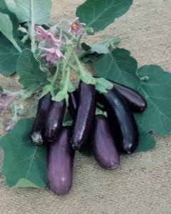 Eggplant Lebanese home vegetable seedling garden