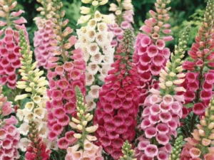 Foxglove Foxy