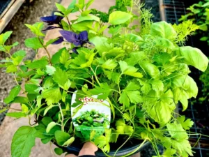 herb bowl garden