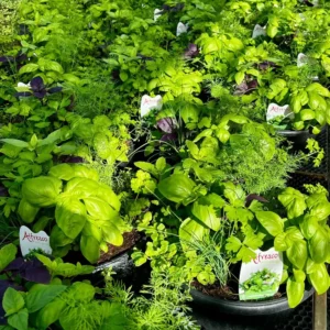 herbs bowl nursery