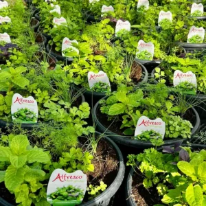 herbs bowls garden